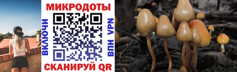 MEGA   Брюховецкая  Псилоцибиновые грибы мицелий 